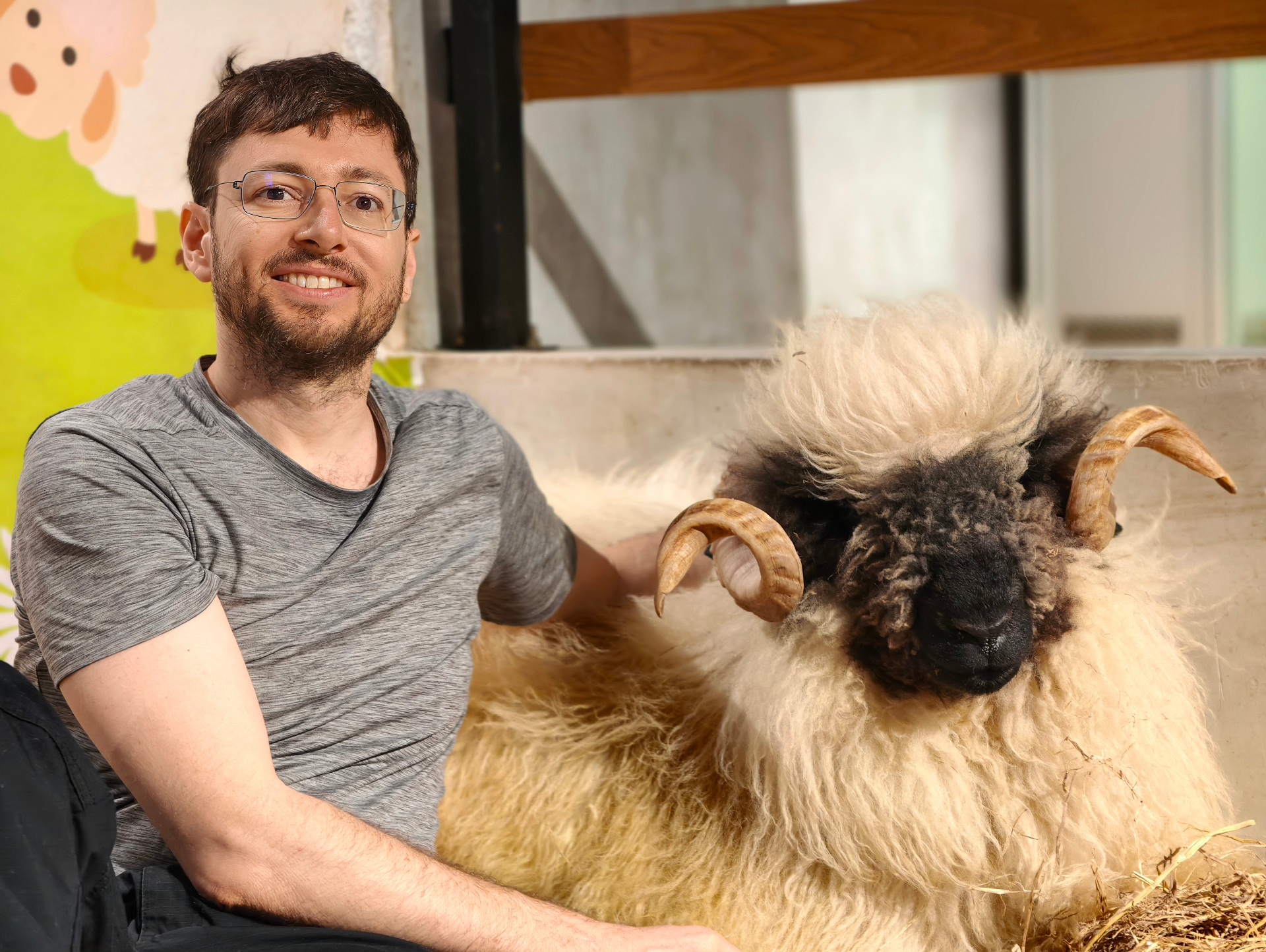 In Valais with a Blacknose sheep