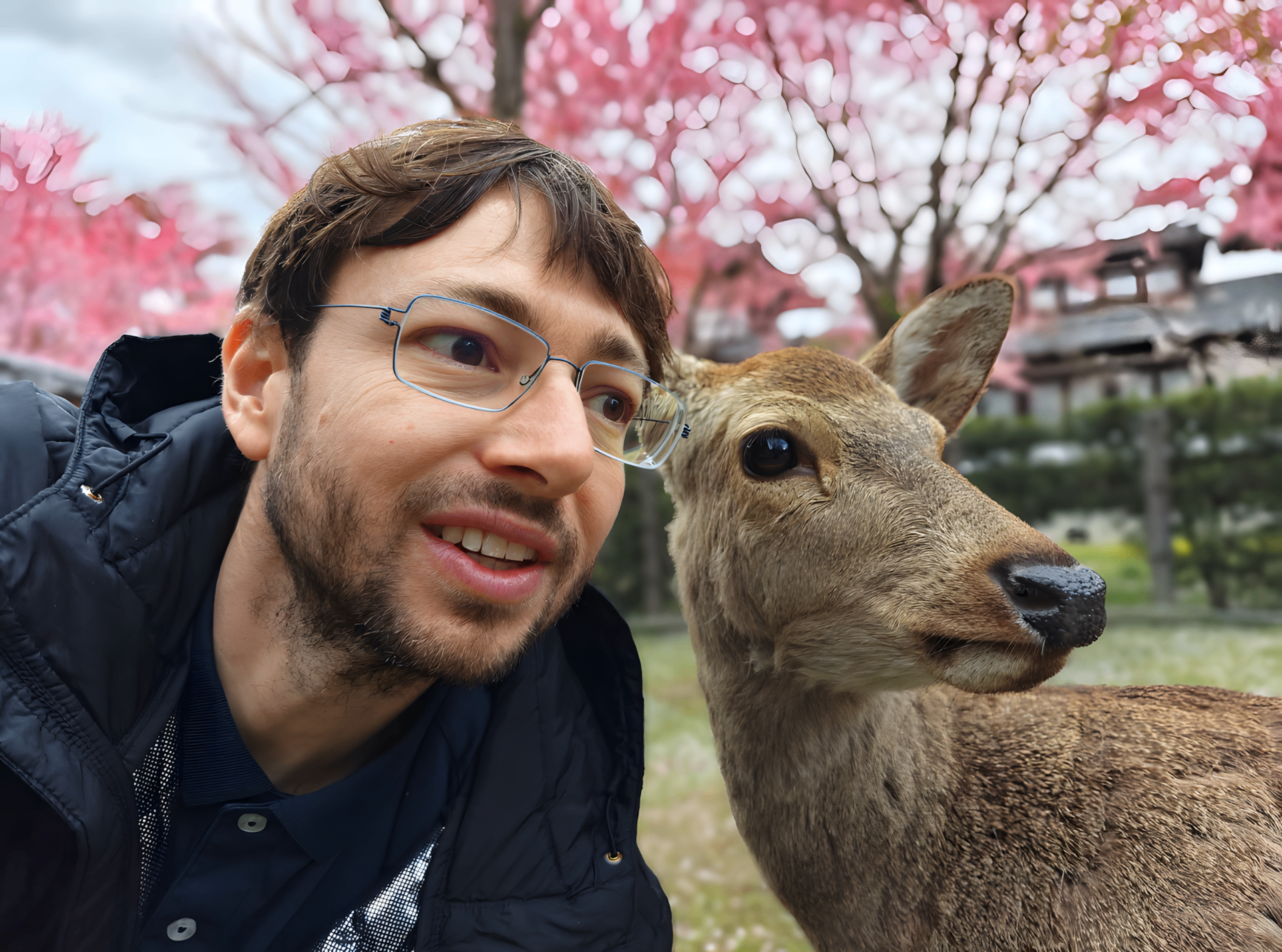 Nara: cherry blossoms and deer
